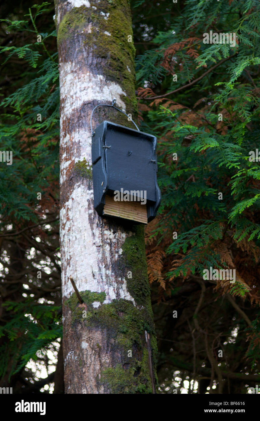 Fledermauskasten auf einer Kiefer im irischen Wald Stockfoto