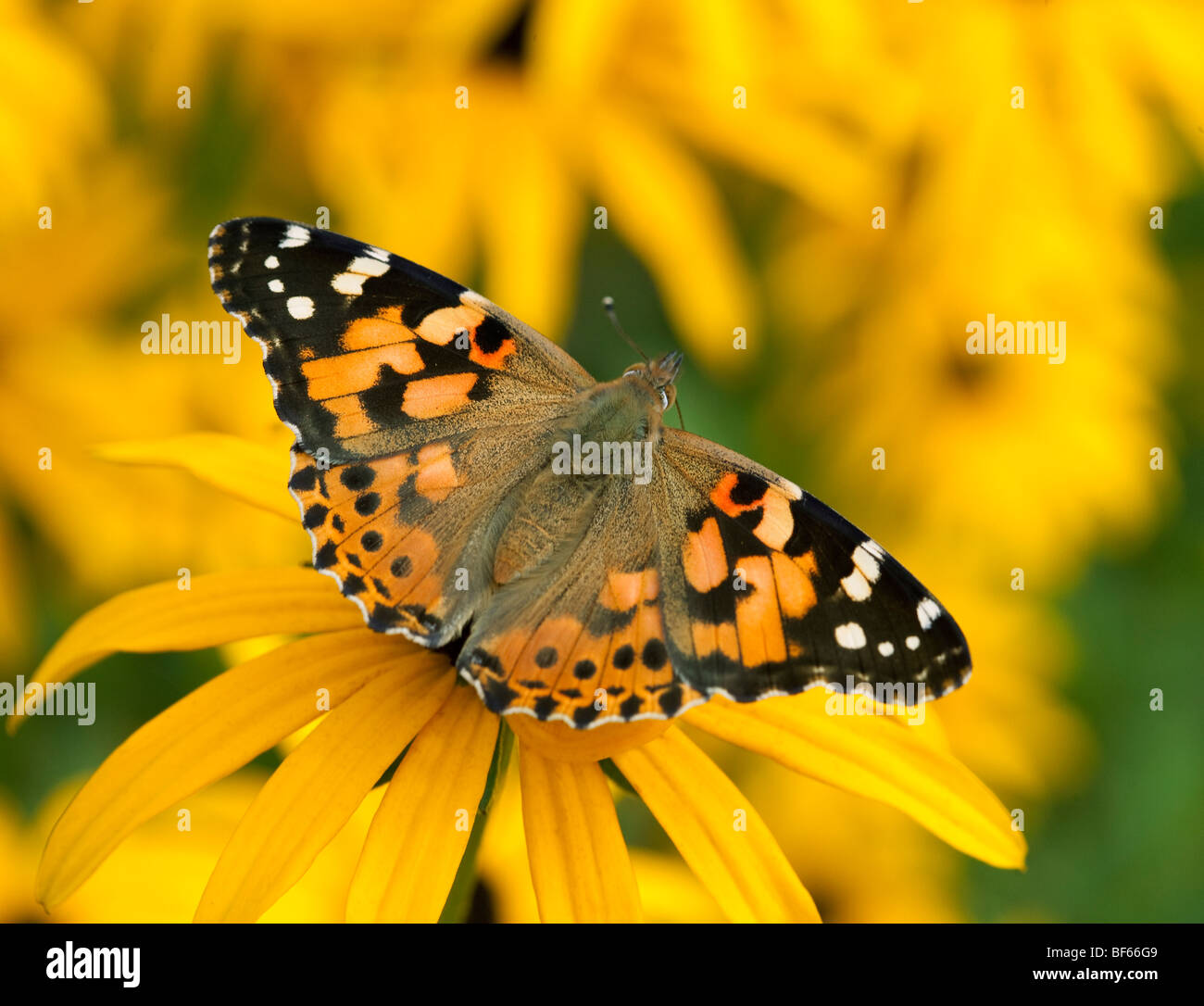 PAINTED LADY Butterfly (Vanessa cardui) Fütterung auf Black-Eyed Susan Blume (Rudbeckia hirta), Sussex, UK Stockfoto