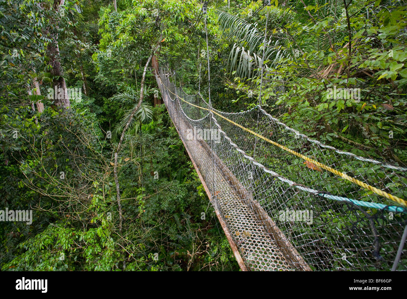 ÜBERDACHUNGGEHWEG durch Primärregenwald, Iwokrama Waldreservat, Guyana. Stockfoto