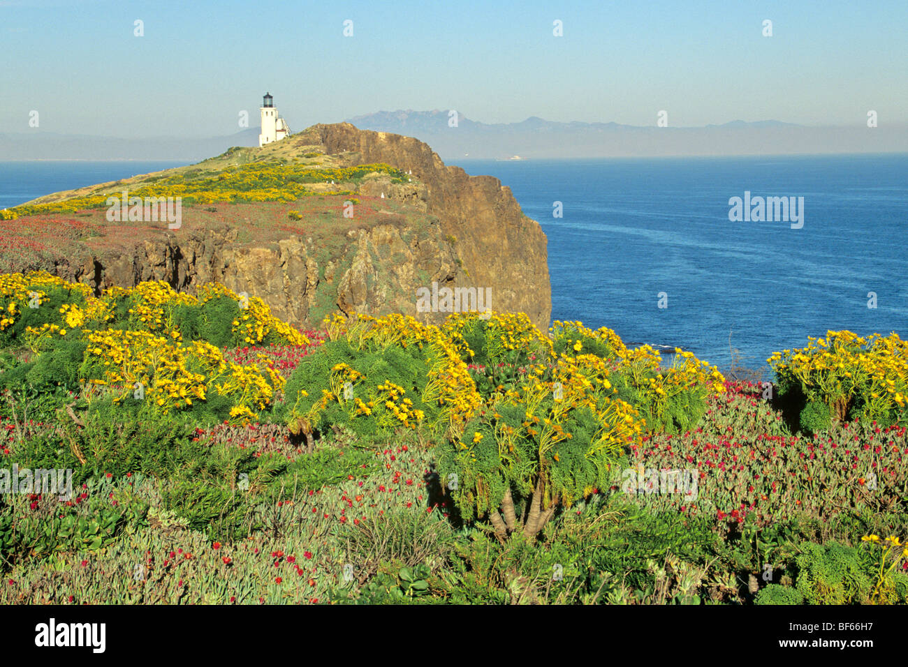 Leuchtturm und Giant Coreopsis Blumen auf East Anacapa Island, Channel Islands Nationalpark, Kalifornien, USA Stockfoto