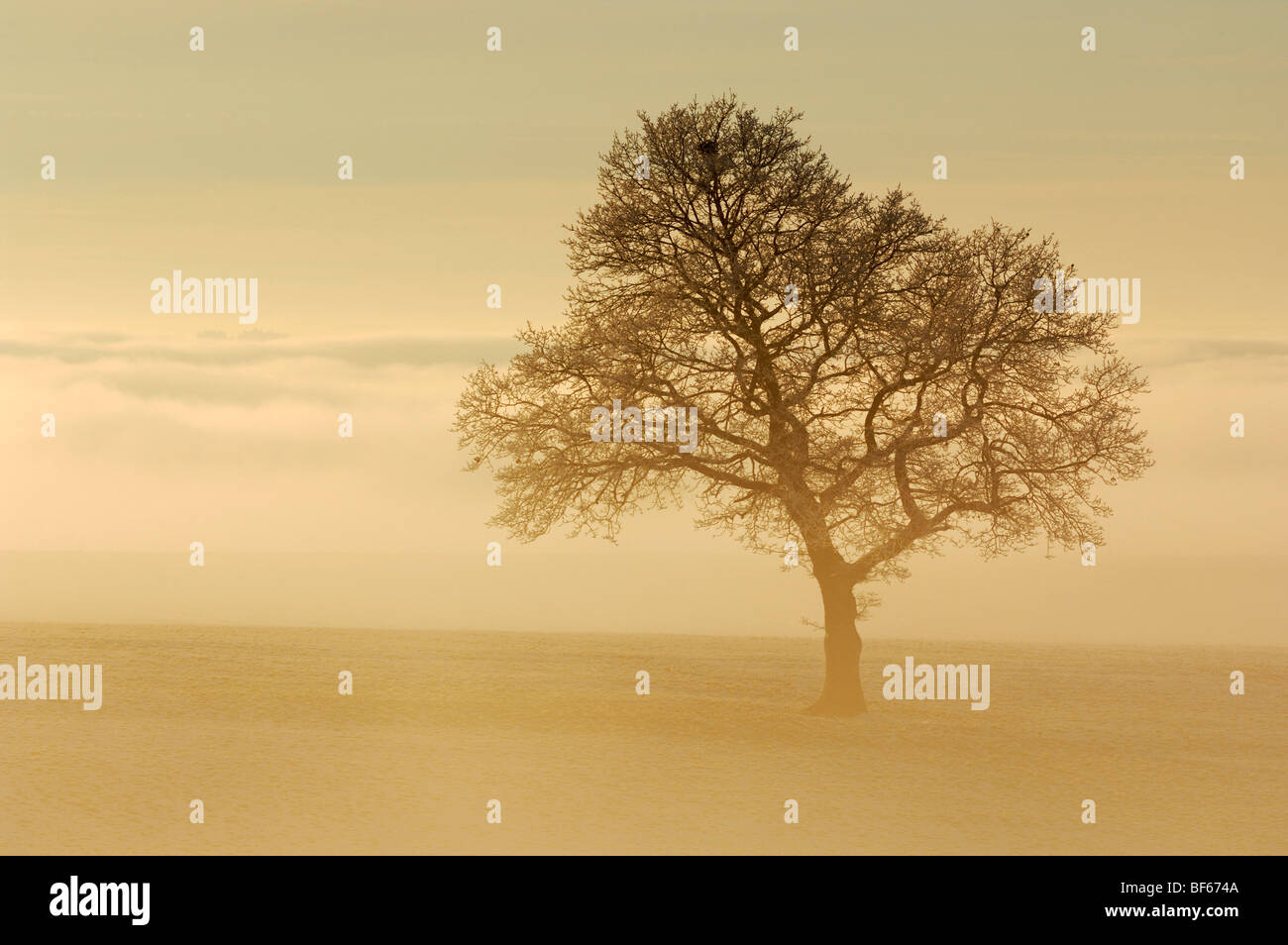 Stieleiche (Quercus Robur) in Nebel, der Schweiz, Europa Stockfoto
