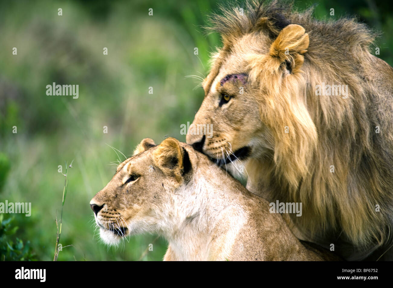 Porträt von aussi Löwen Stockfoto