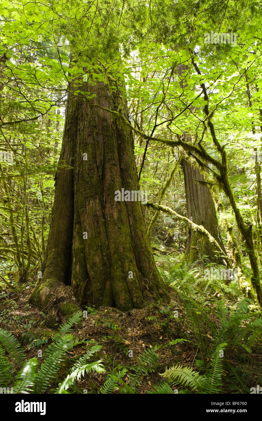 Den Waldboden um eine große Zeder. Nord-Kaskaden, Washington, USA. Stockfoto