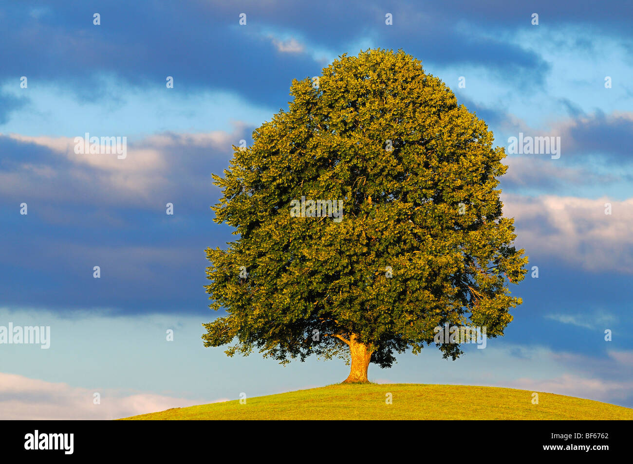 Linde (Tilia SP.), Baum im Sommer, Schweiz, Europa Stockfoto