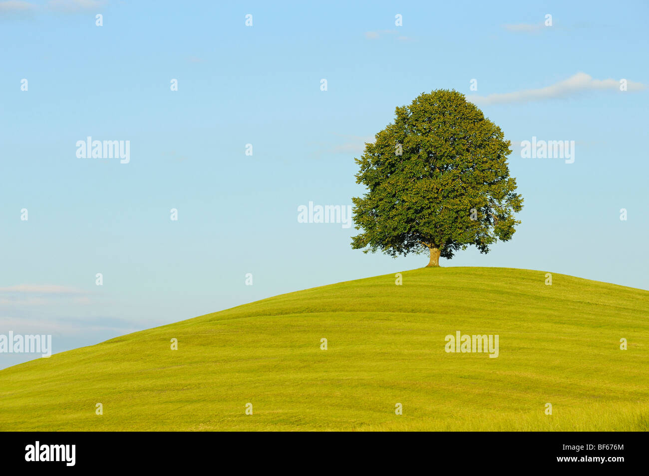 Linde (Tilia SP.), Baum im Sommer, Schweiz, Europa Stockfoto