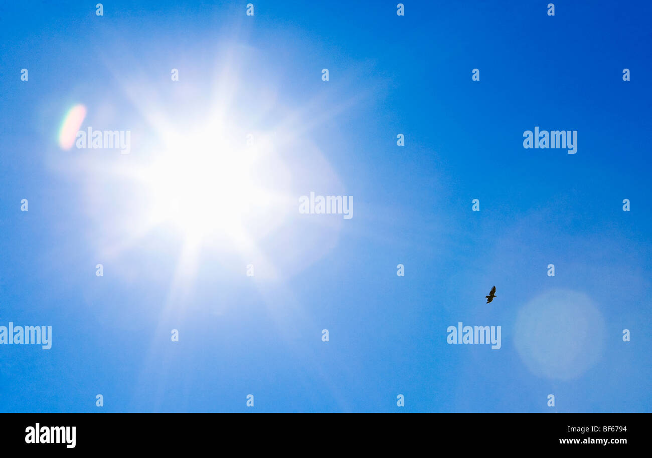 Die Sonne scheint nach unten an einem strahlend blauen Himmel Tag und einen Raben fliegen unten. Stockfoto