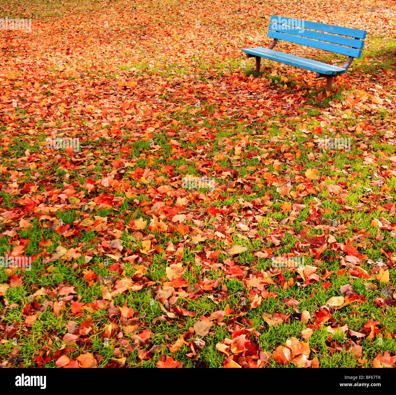 Eine einsame, blaue Bank in einem Park, umgeben von Herbstlaub. Stockfoto