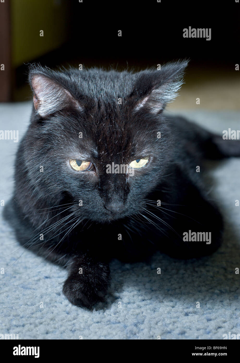 Schwarze Katze auf blauen Teppich Stockfoto