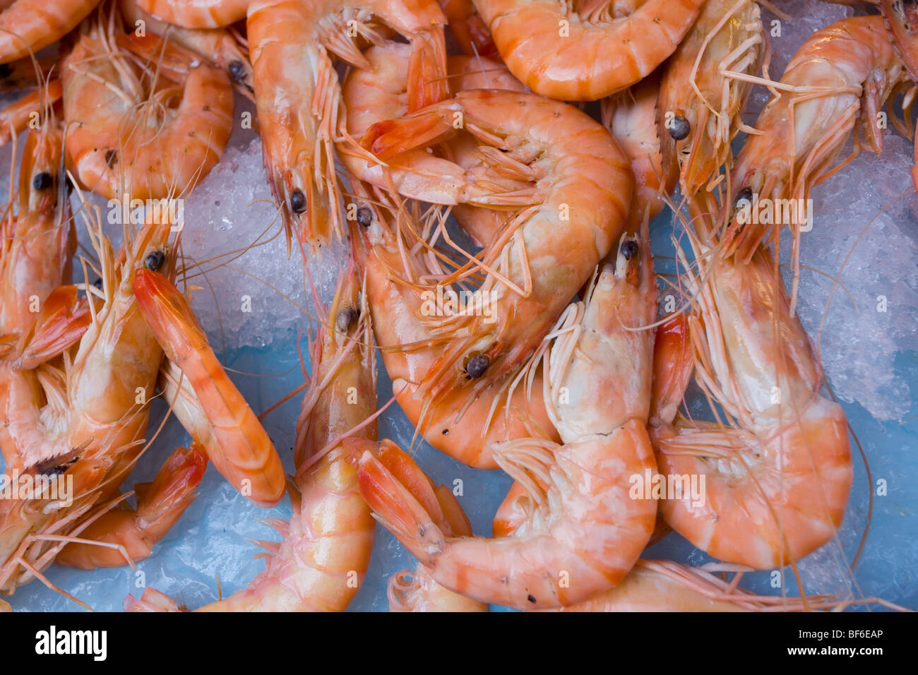 Garnelen, Fischmarkt, Ort Saint-Francois, Nizza, Cote D Azur, Provence, Frankreich Stockfoto