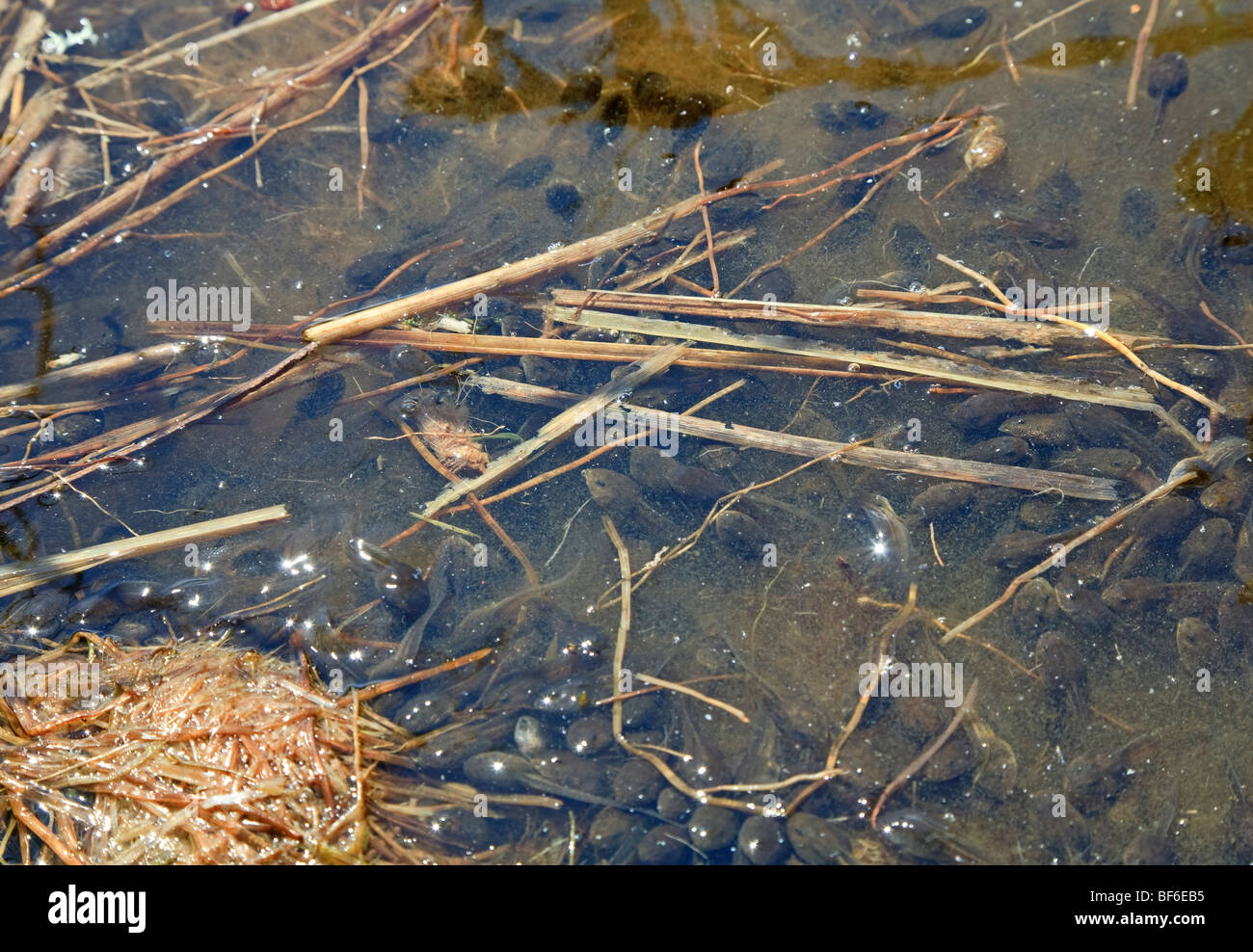 Vegetationsperiode von Frosch (viele Kaulquappen in Wasser) Stockfoto