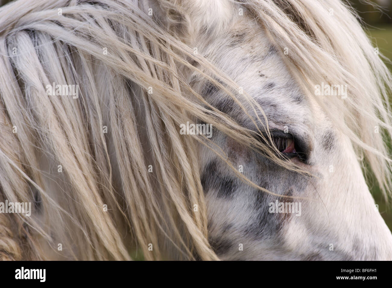 Ein Appaloosa Pferd sieht verdächtig an der Kamera Stockfoto