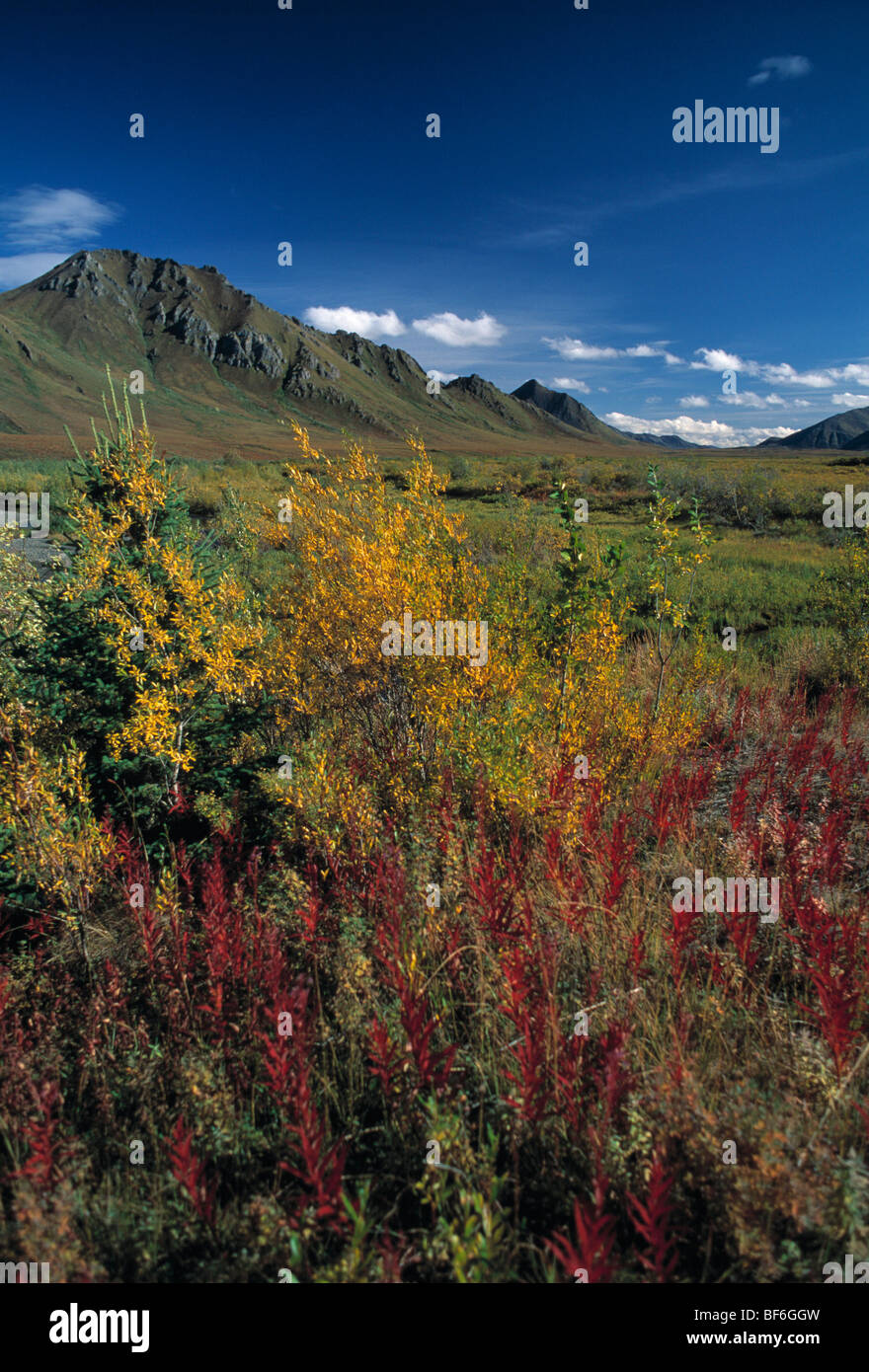 Herbst, Dempster Highway, Kanada, Stockfoto