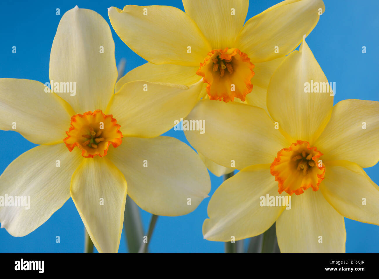Narcissus 'Barrii demonstrativen"Daffodil Div.3 kleine schalenförmige Dinkel manchmal"Barrii Conspicuus" Stockfoto