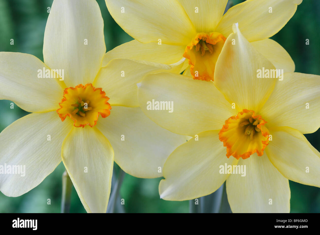 Narcissus 'Barrii demonstrativen"Daffodil Div.3 kleine schalenförmige Dinkel manchmal"Barrii Conspicuus" Stockfoto