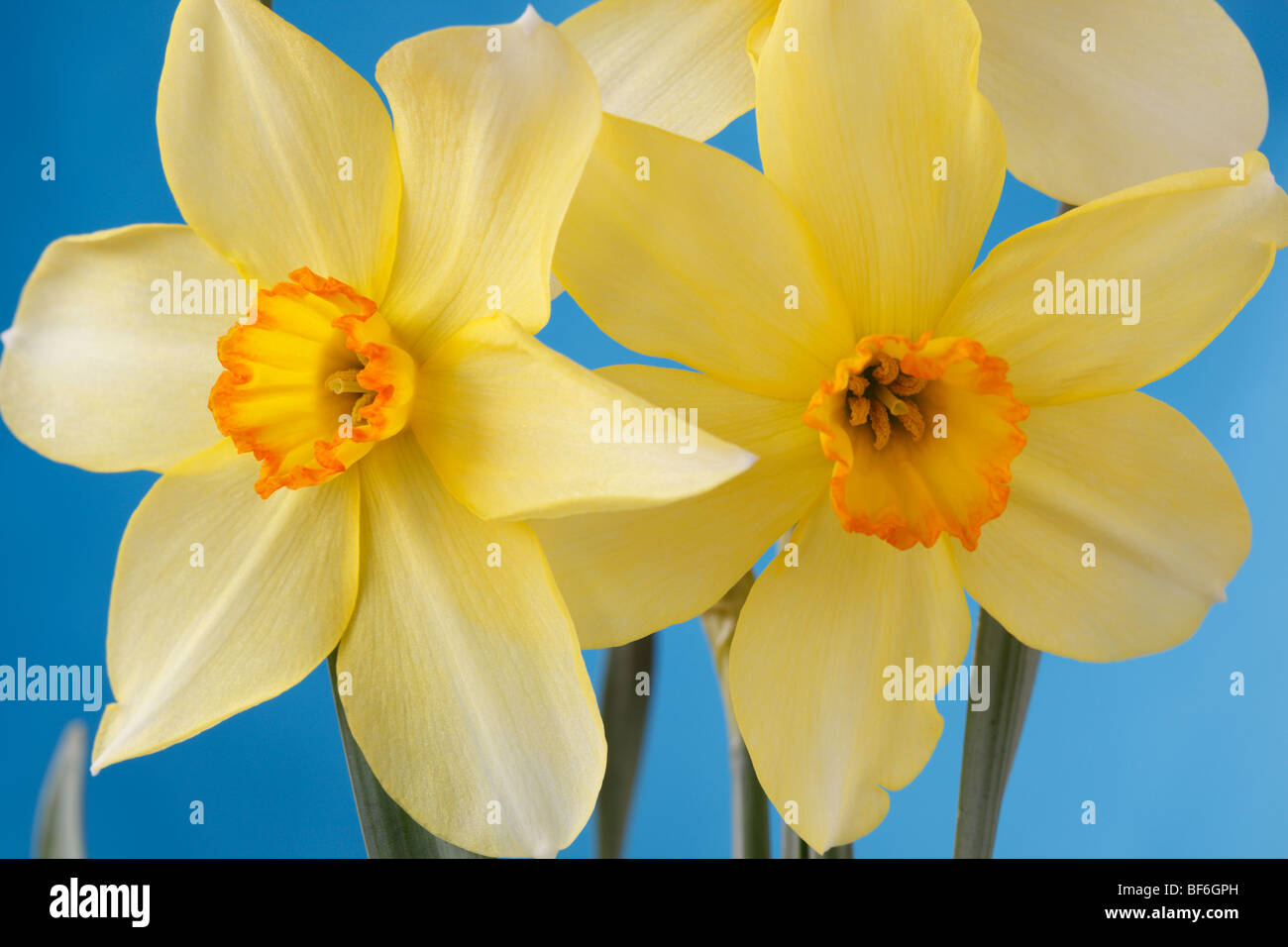 Narcissus 'Barrii demonstrativen"Daffodil Div.3 kleine schalenförmige Dinkel manchmal"Barrii Conspicuus" Stockfoto