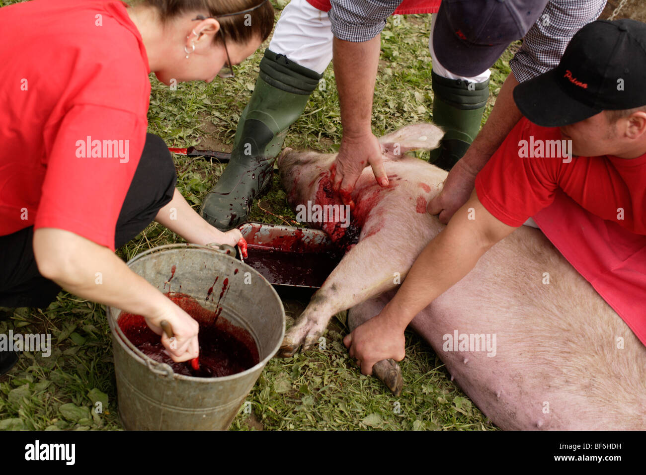 Ländliche Schwein kleben Stockfoto