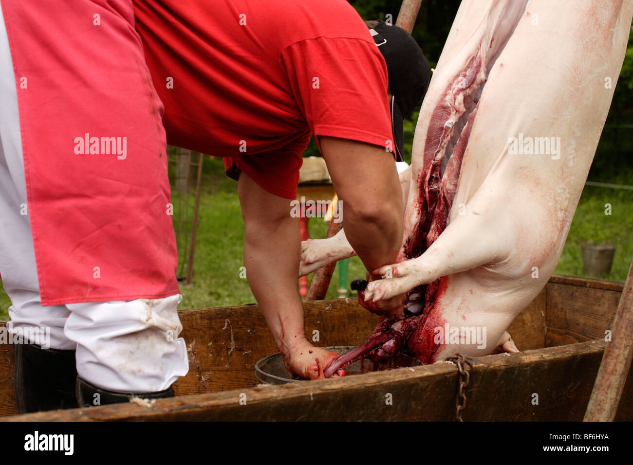 Ländliche Schwein kleben Stockfoto