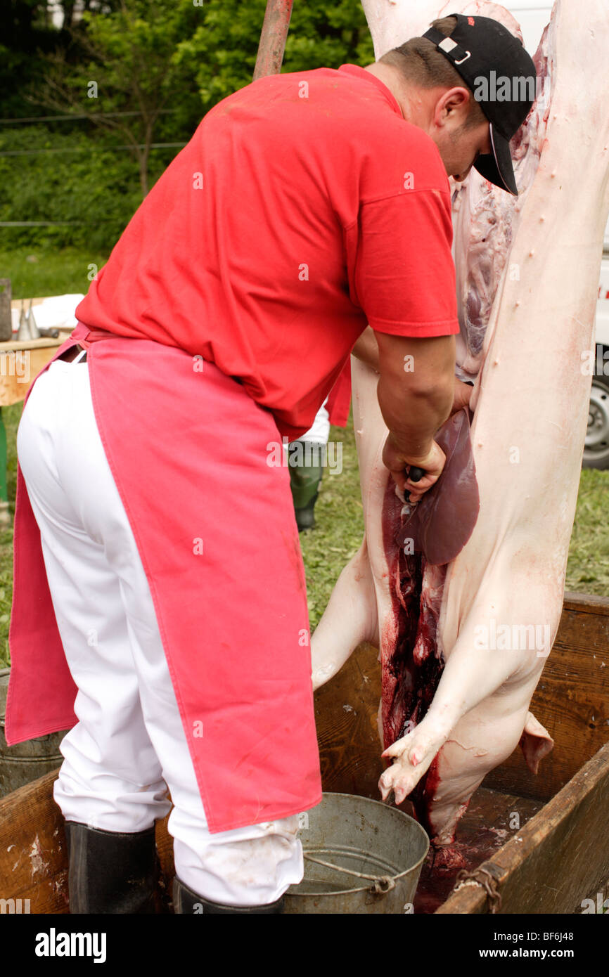 Ländliche Schwein kleben Stockfoto