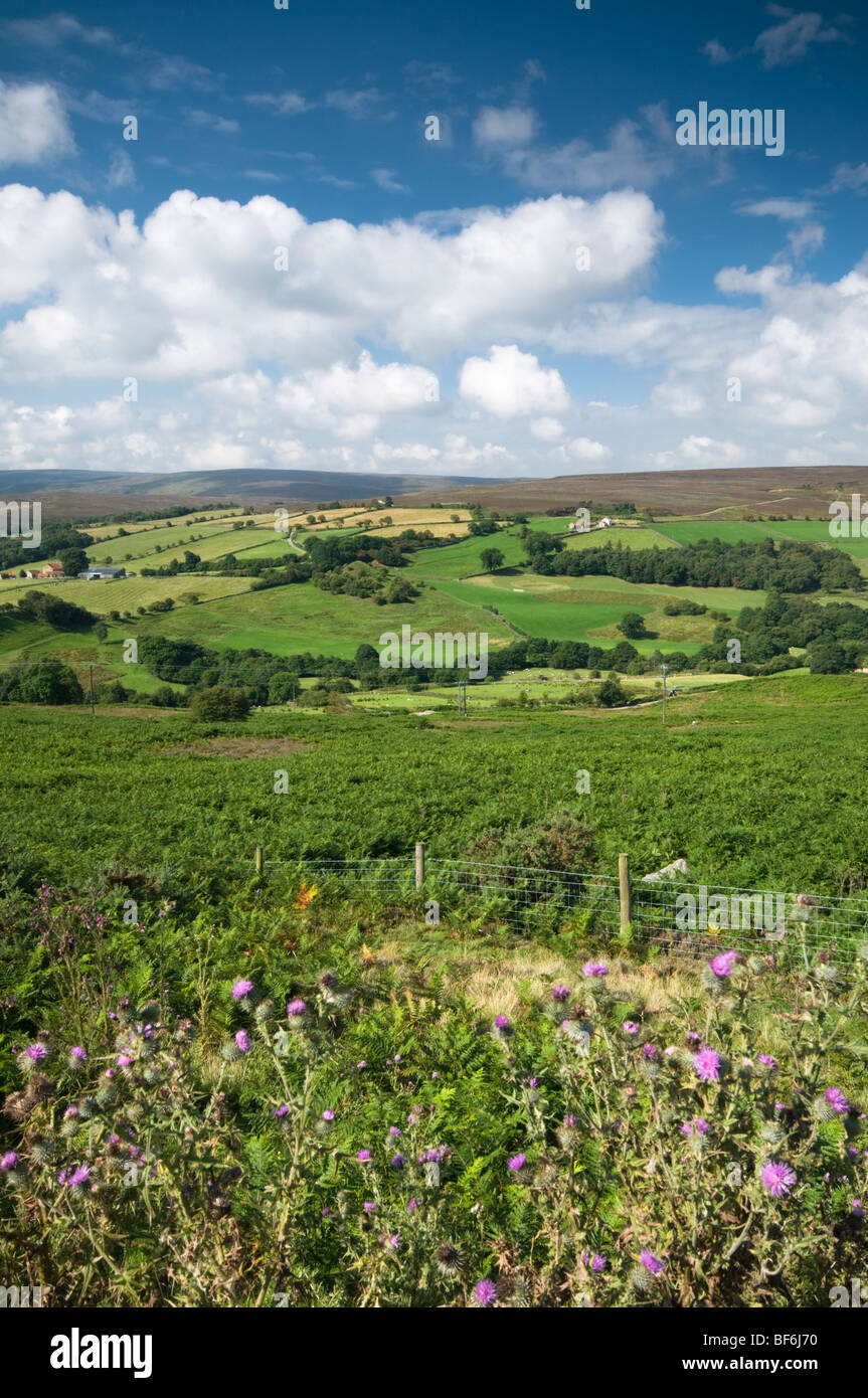 Unverbaute Aussicht auf gemeinsame Dale, North York Moors, North Yorkshire, UK Stockfoto