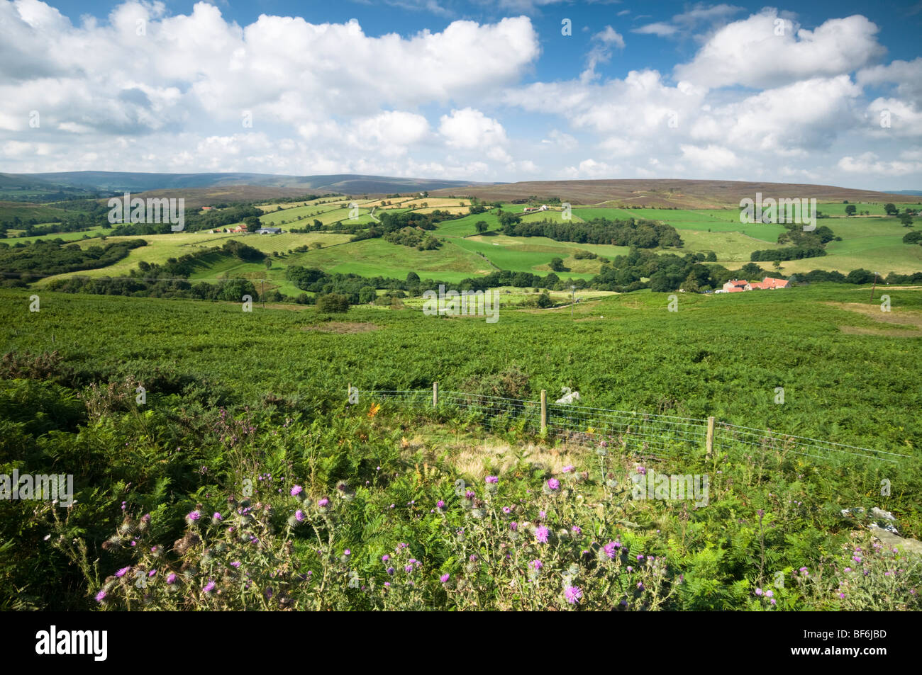 Unverbaute Aussicht auf gemeinsame Dale, North York Moors, North Yorkshire, UK Stockfoto