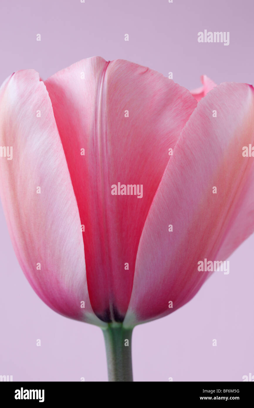 Tulipa "Rosa Impression" AGM (Tulip) Darwinhybrid Gruppe Stockfoto