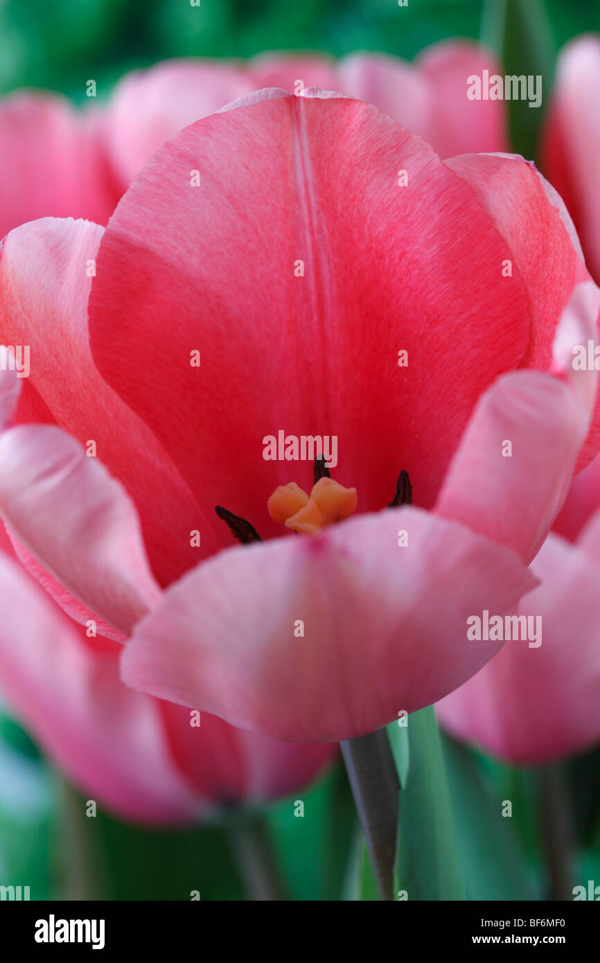 Tulipa "Rosa Impression" AGM (Tulip) Darwinhybrid Gruppe Stockfoto
