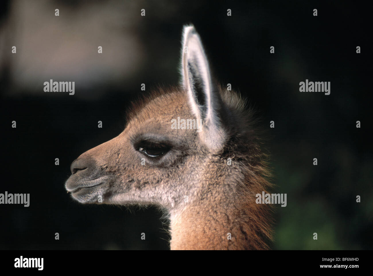 Vikunja, Lama Vicugna Vicugna vicugna Stockfoto