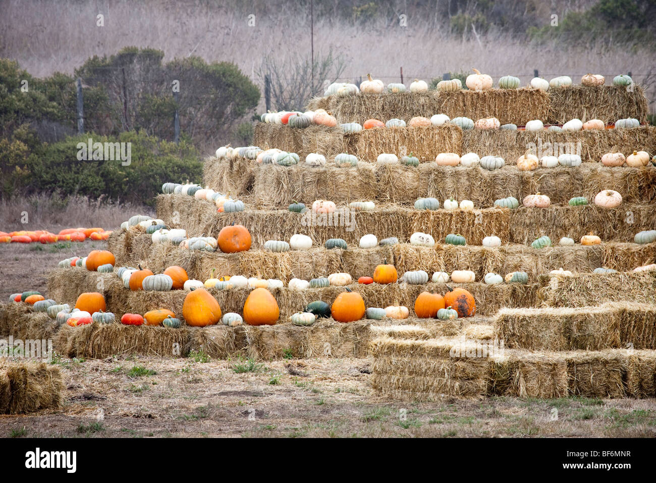 Kürbisse, Santa Cruz in Kalifornien, USA Stockfoto