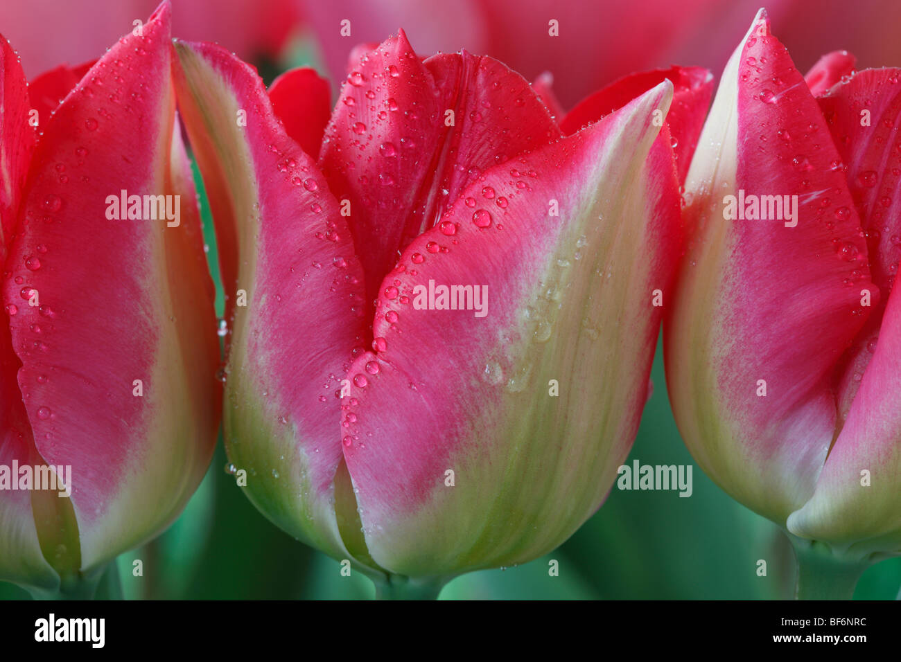"Lipgloss" Tulipa (Tulpe) Triumph Gruppe Stockfoto