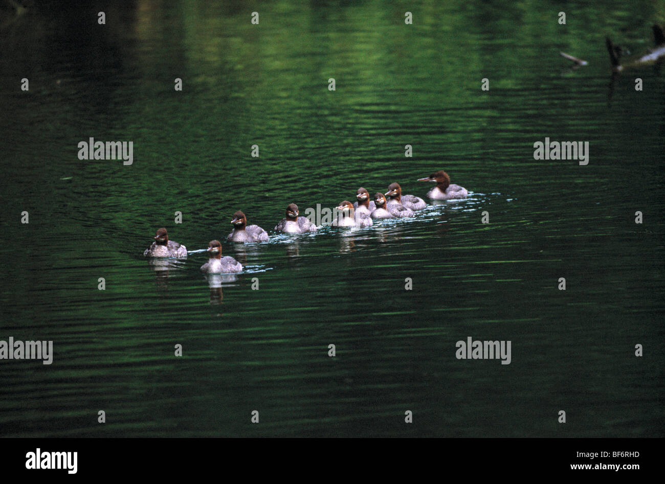 Stockente, Ente, anas Stockfoto