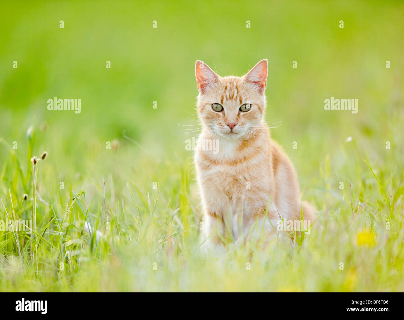 Hauskatze - sitzen auf der Wiese Stockfoto
