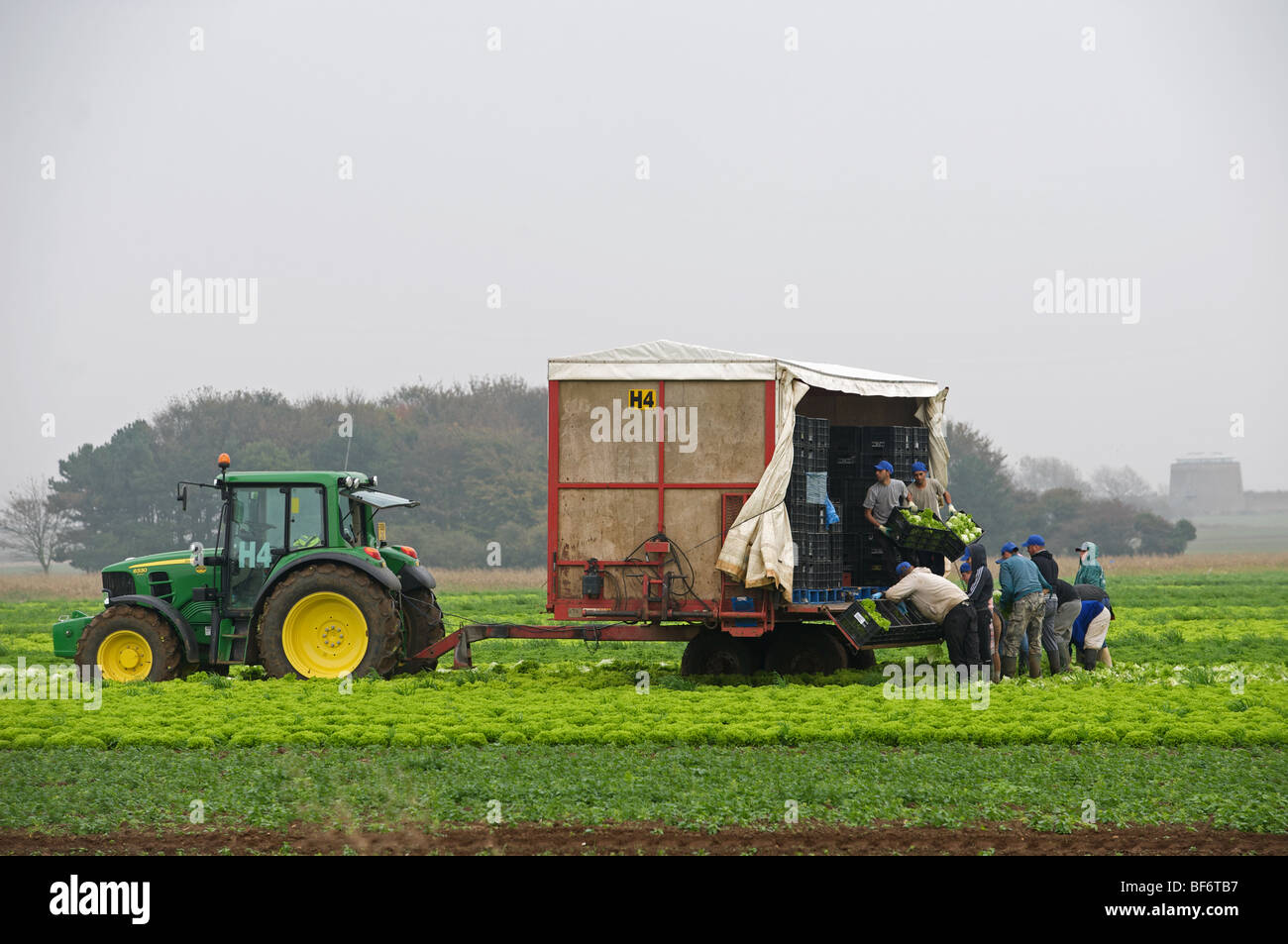 Arbeitsmigranten aus Osteuropa Ernte Salate Stockfoto