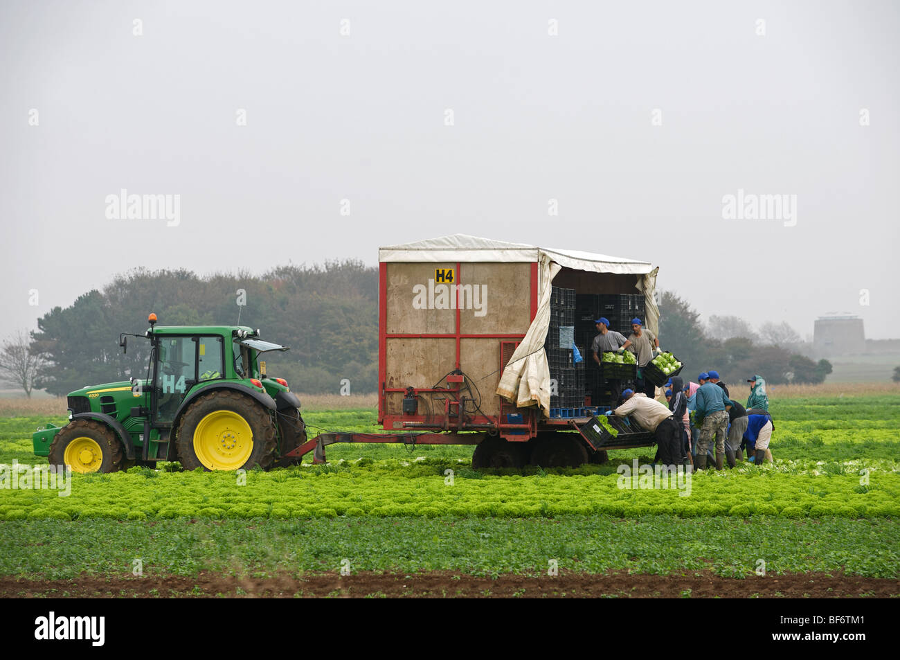 Arbeitsmigranten aus Osteuropa Ernte Salate Stockfoto