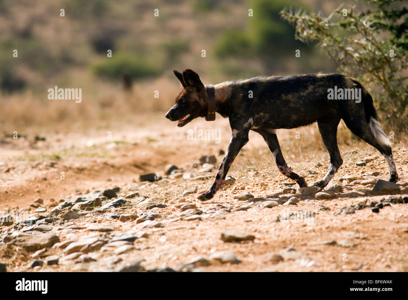 Afrikanischer Wildhund zu Fuß - El Karama Ranch - Laikipia Region, Kenia Stockfoto