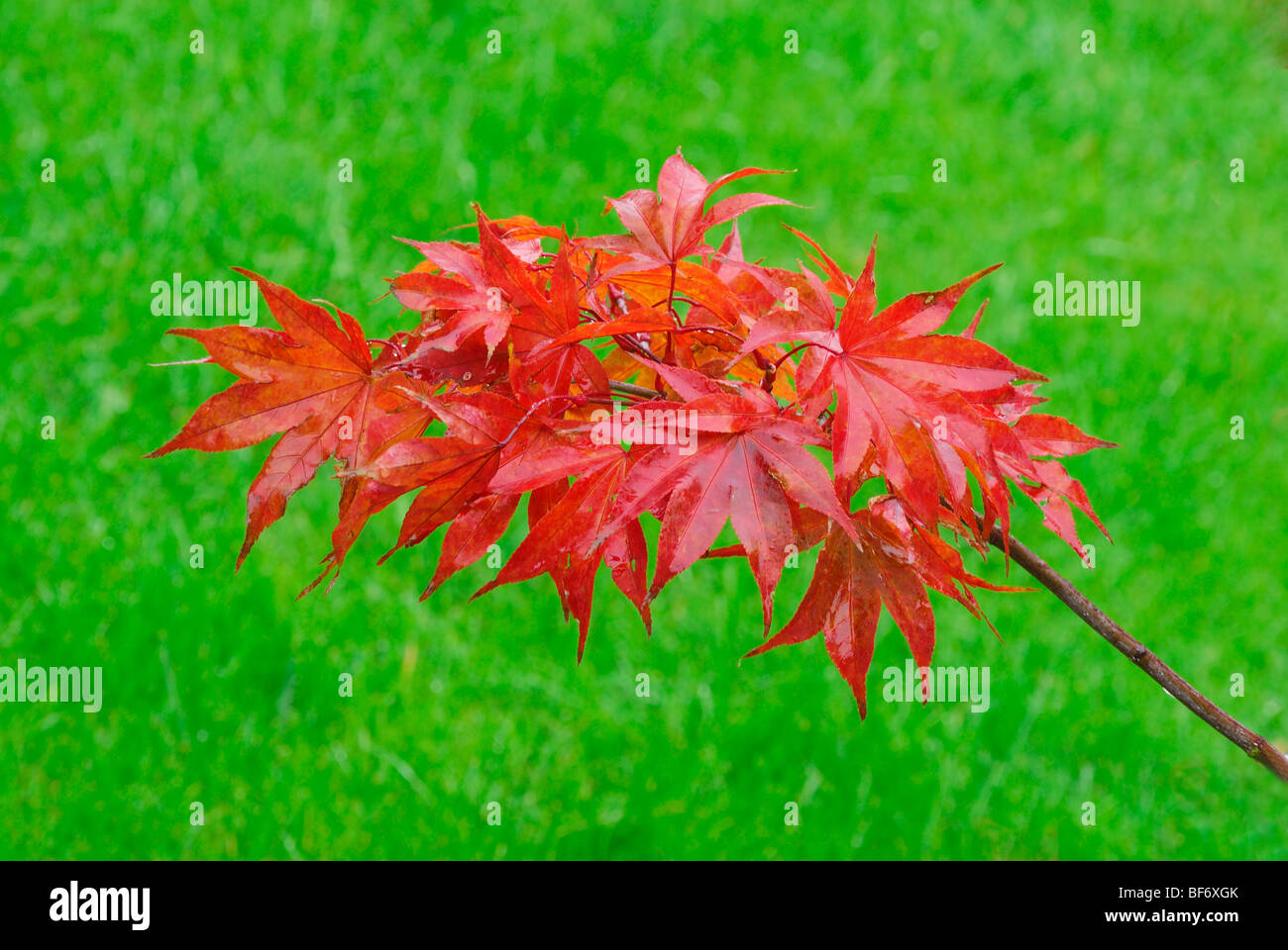 Rot Acer auf grünem Hintergrund Stockfoto
