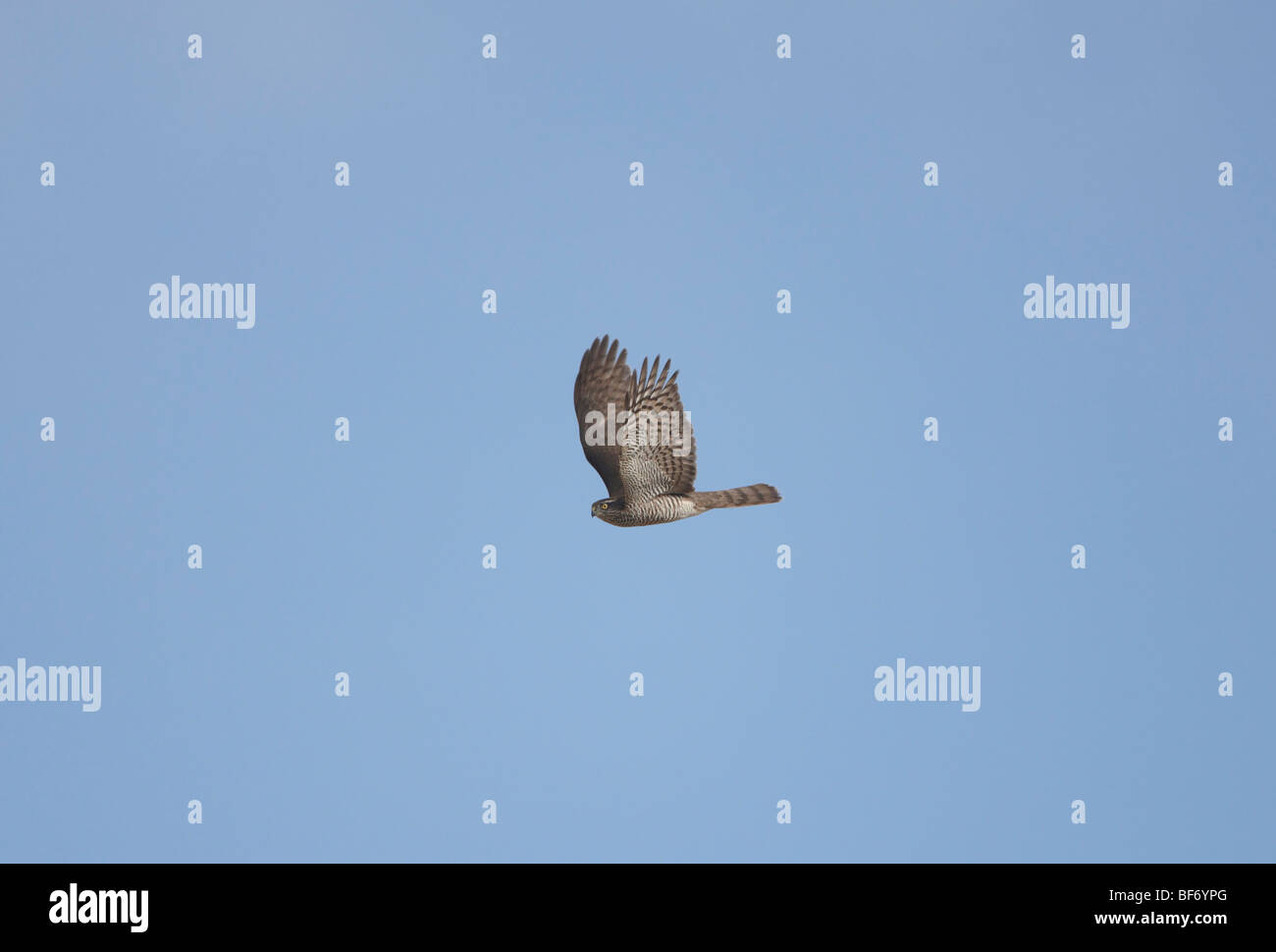 Sperber-Weibchen im Flug jagen September Stockfoto