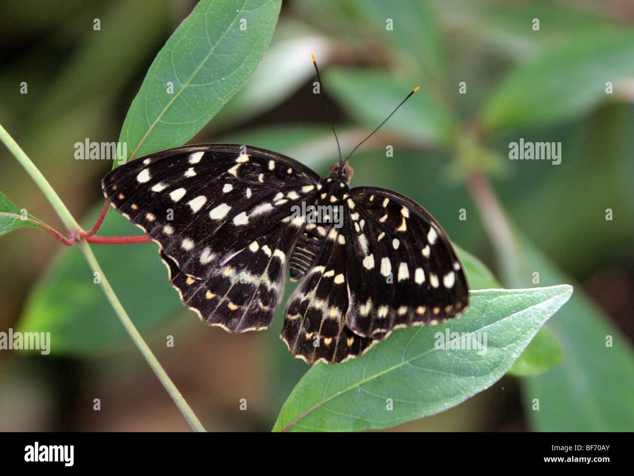 Der Erzherzog oder Hügel Erzherzog, Lexias Dirtea, Limenitidinae, Nymphalidae, Süd-Ost-Asien. (Weiblich) Stockfoto