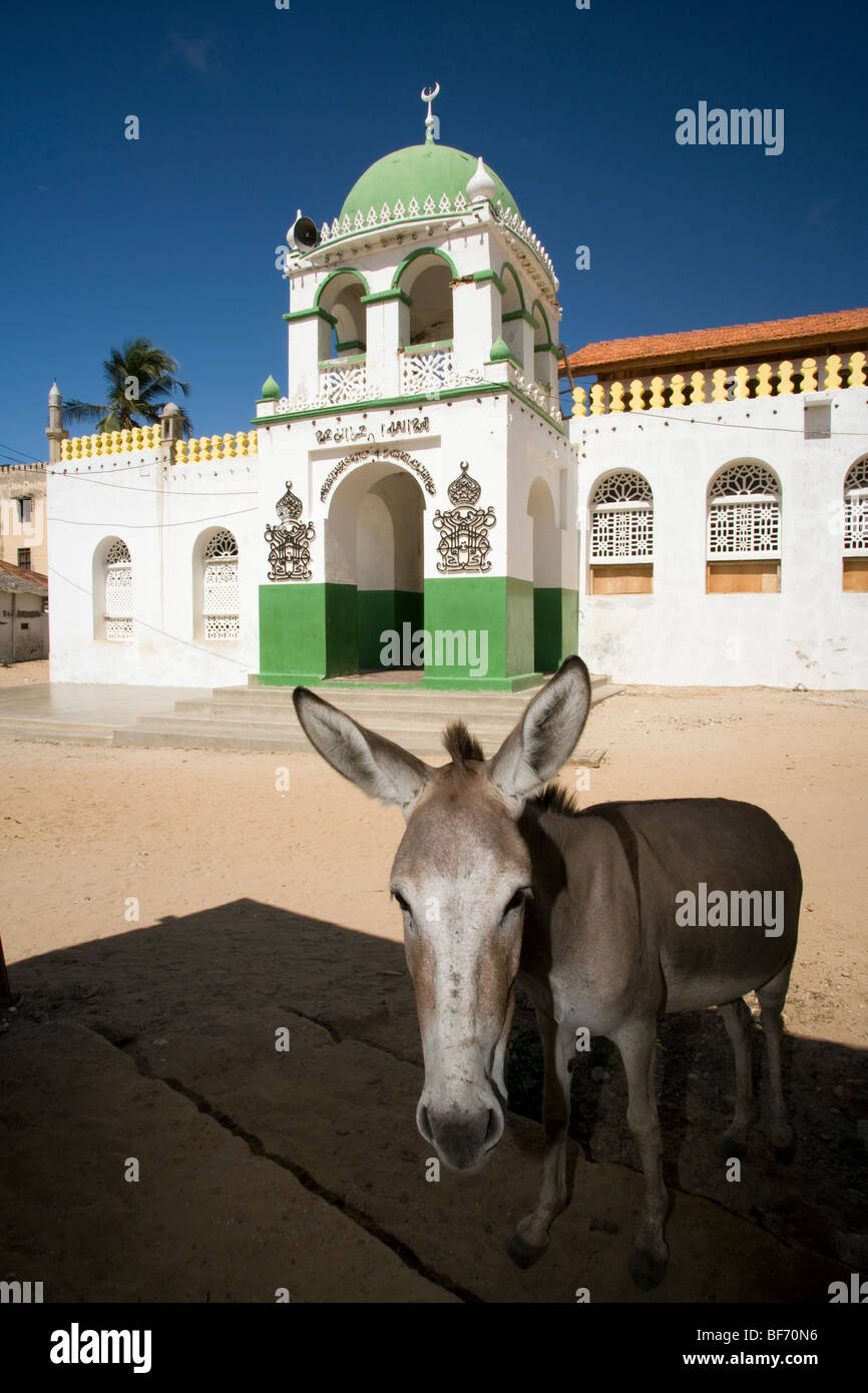 Nahaufnahme der Esel in der Nähe der Moschee in der Altstadt von Lamu - Insel Lamu, Kenia Stockfoto
