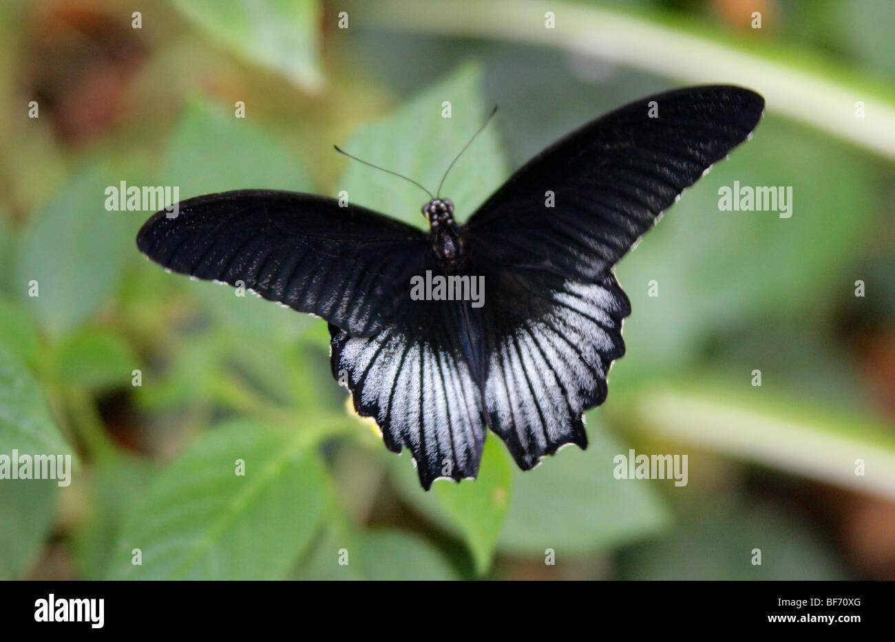 Großer Mormone Schwalbenschwanz Schmetterling, Papilio Memnon Papilionidae Stockfoto