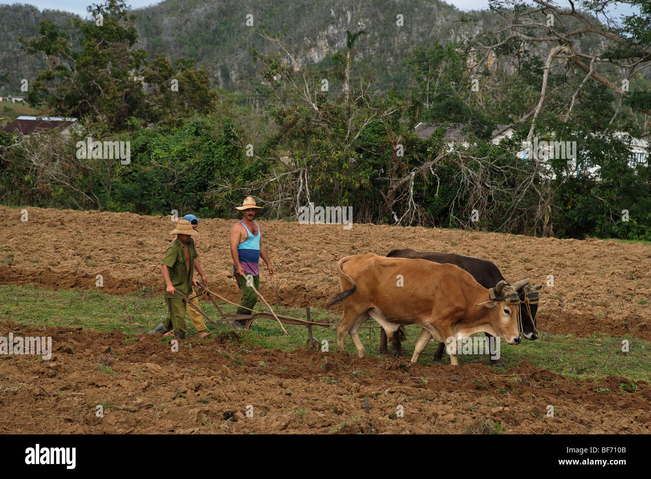 Bauern Pflügen Feld, Vinales, Pinar Del Rio, Kuba, West Indies Stockfoto