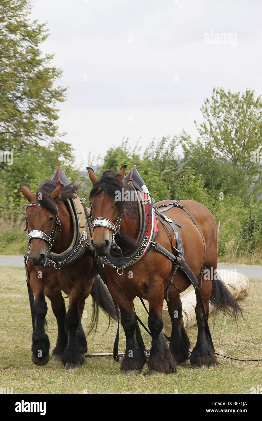 Brabant und Ardennen Pferd - ziehen einen Baumstamm Stockfoto