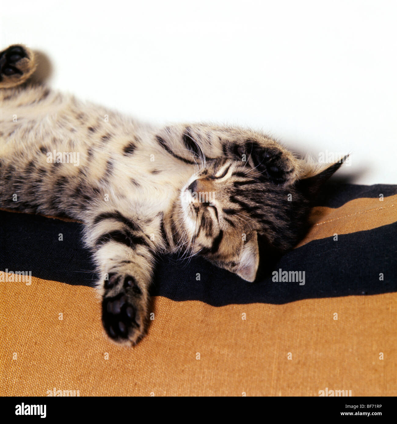Braun Tabby Kurzhaar Kätzchen träumen Stockfoto