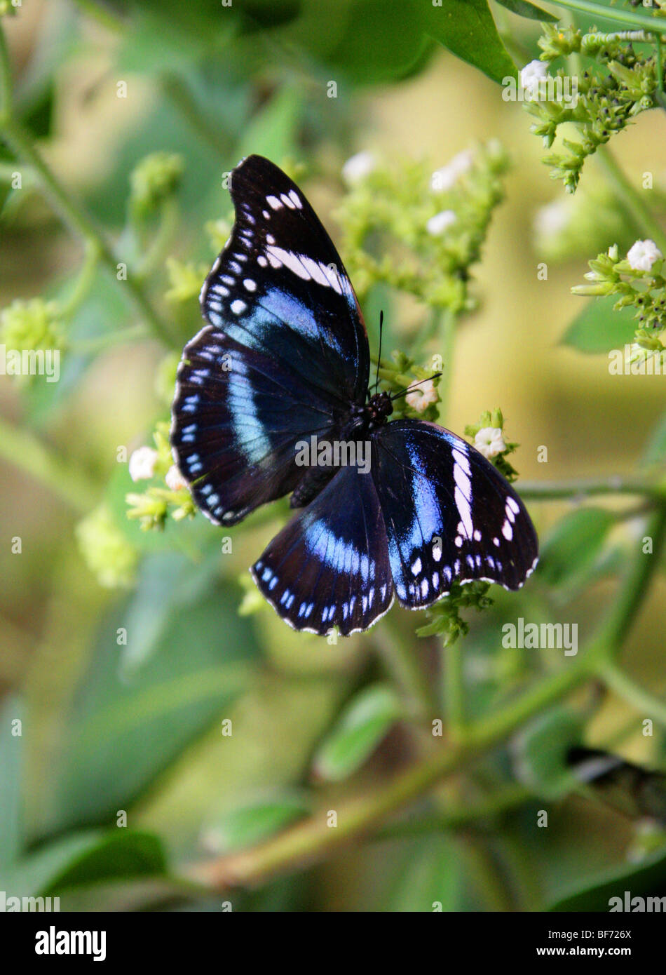 Amani Eggfly oder tansanischen Diadem Schmetterling, Hypolimnas Antevorta, Nymphalidae, Tansania, Afrika Stockfoto