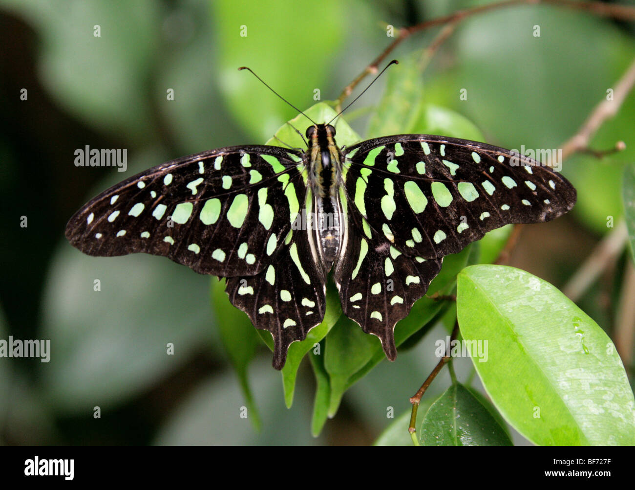 Tailed Jay oder grün gefleckten Dreieck Schmetterling Graphium Agamemnon, Papilionidae Indien, Malaiische Halbinsel, Ost-China, Australien Stockfoto