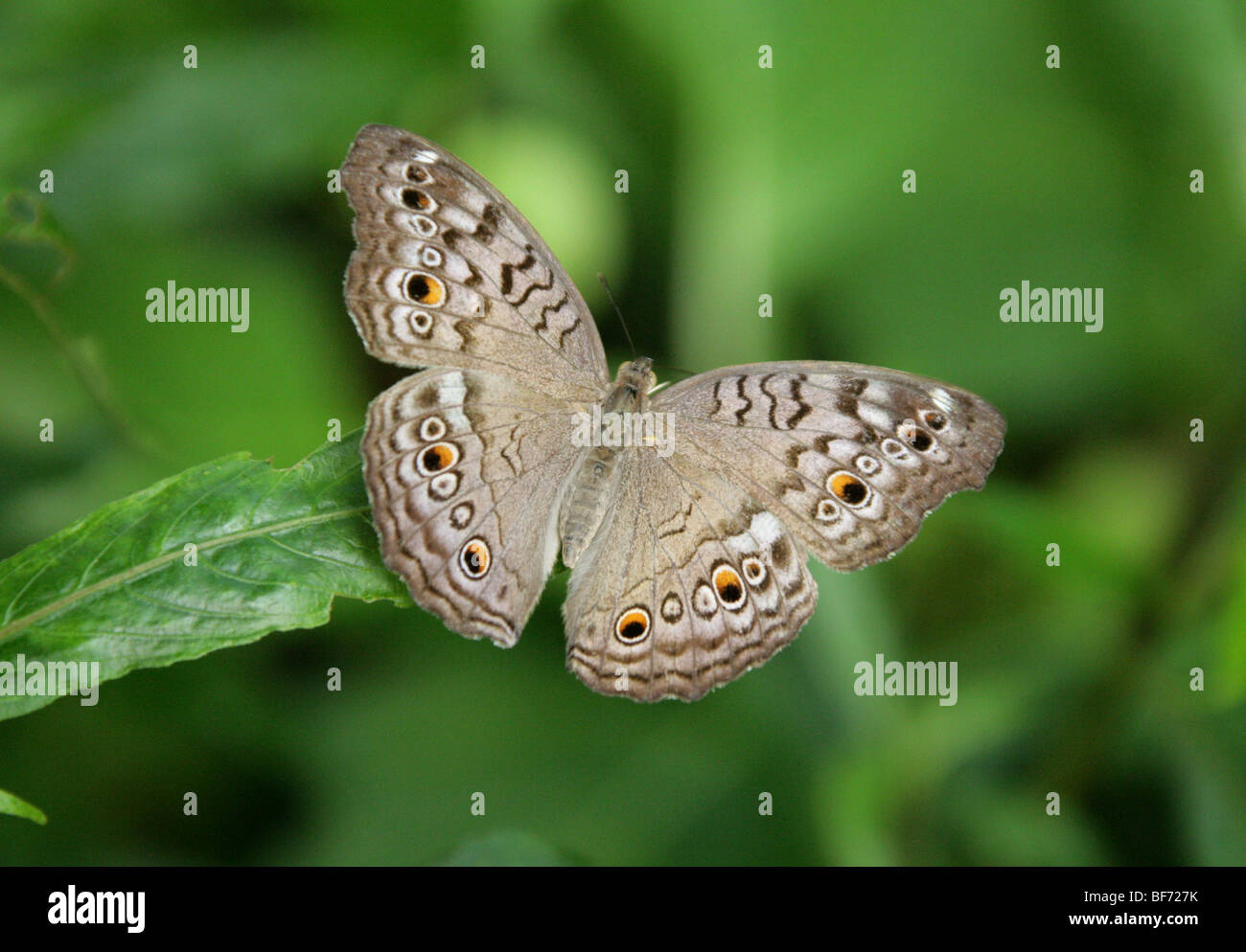 Gray Stiefmütterchen, Iunonia Atlites, Syn grau Stiefmütterchen Schmetterling, Precis Atlites, Nymphalidae, Nymphalinae, Thailand, Süd-Asien Stockfoto