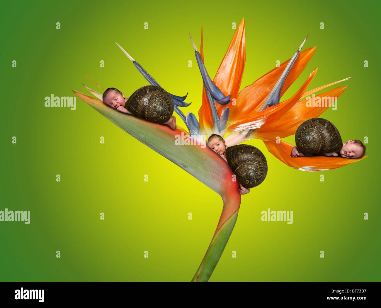 Drei kleine Babys liegen auf einer Blume. Surreale Fantasy Portraitbild Stockfoto