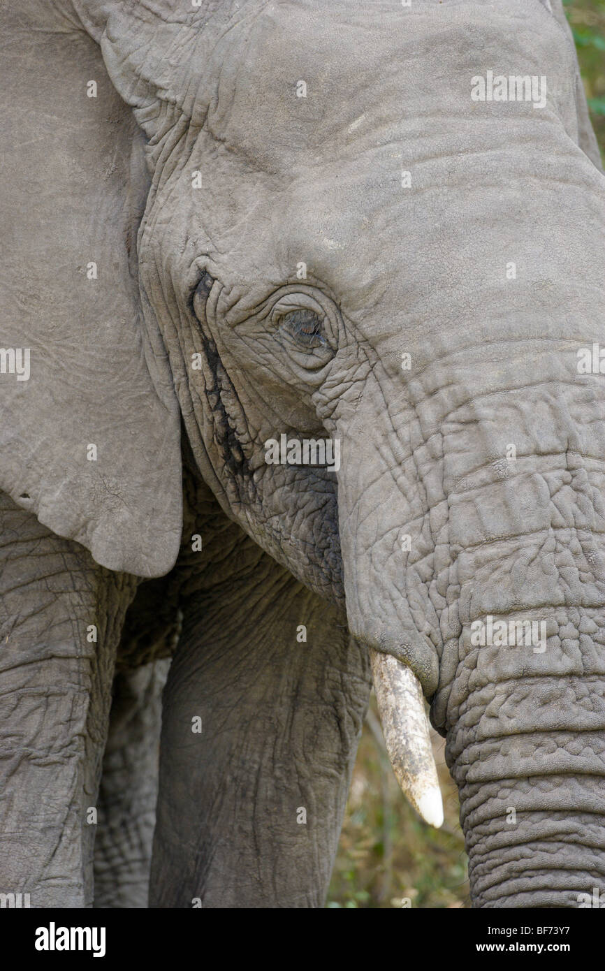 Nahaufnahme des Auges afrikanischer Elefant Loxodonta Africana. Masai Mara National Reserve, Kenia. Stockfoto