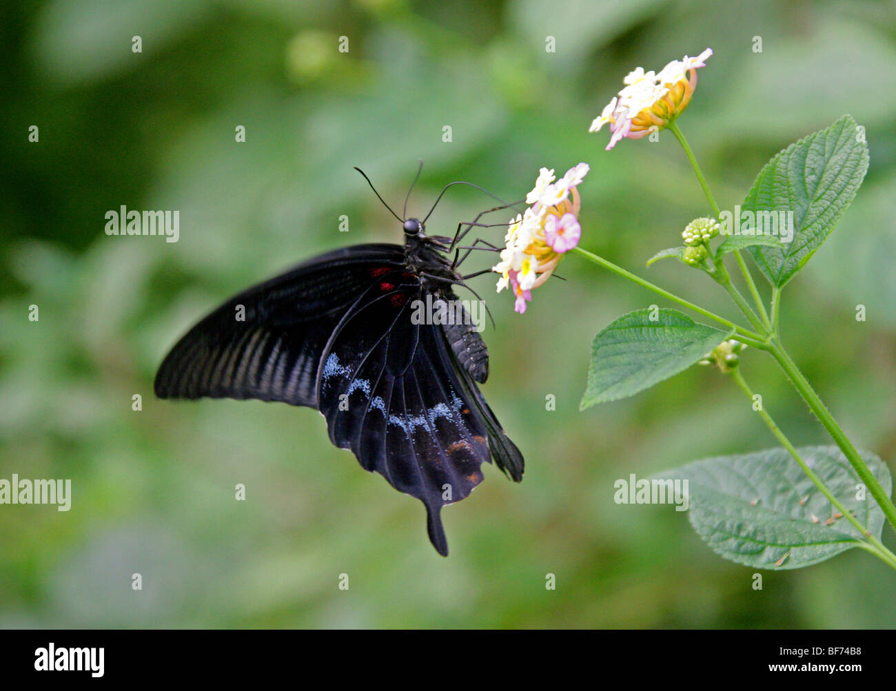 Scharlachroter Schwalbenschwanz Schmetterling, Papilo Rumanzovia, Papilionidae Stockfoto