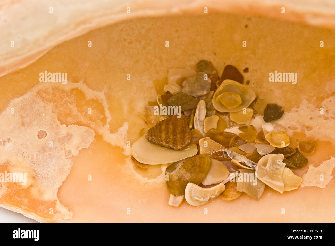Muschel mit einer kleinen Menge von Meer Shell Partikel innerhalb Stockfoto