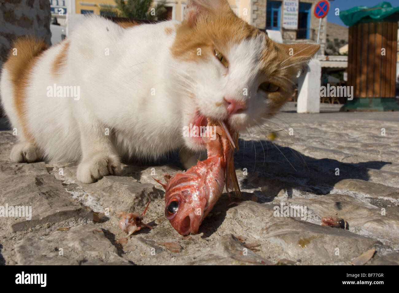 Eine streunende Katze Knirschen ein Fisch hat es Scavanged auf der Hafenpromenade von einer griechischen Insel Stockfoto